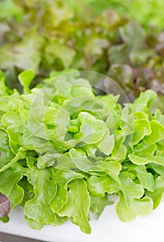 Green Salad Plant.