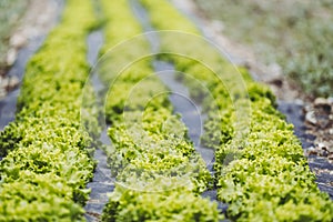 Green salad plant growing in a field