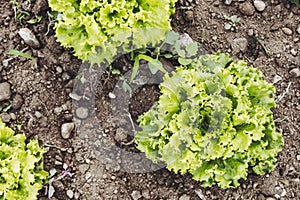 Green salad plant growing in a field