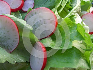 Green salad with radish