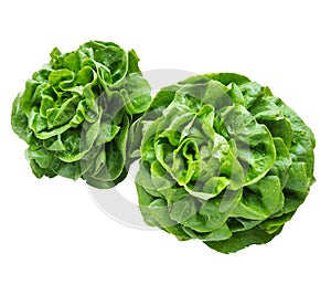 Green salad, two pieces. An annual plant from the genus lettuce of the Asteraceae family. Delicious fortified leaves. Green salad
