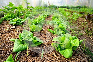 Green salad vegetables grow in plots