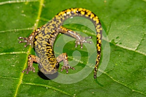 Green Salamander Close Up