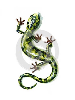 Verde acuarela naturaleza lagarto ilustraciones mano pintado 