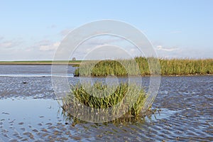 Green salt water halophytes low on the tidal marsh in spring