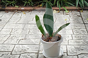 Green Samse-vieria in white pot for house garden decoration