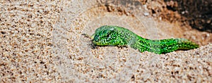 Green sand lizard Lacerta agilis on sand. Panoramic banner