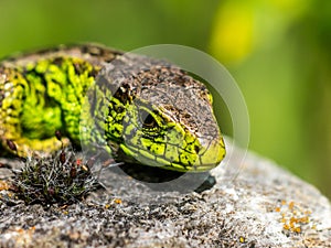 Green sand lizard sunbathing on a rock