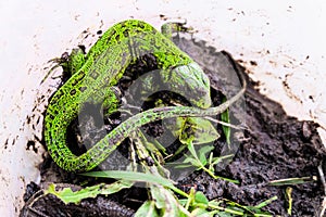 Green sand lizard on a wet soil