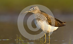 Green sandpiper photo