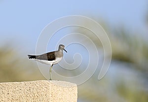 Green Sandpiper