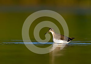 Green Sandpiper (Tringa ochropus)