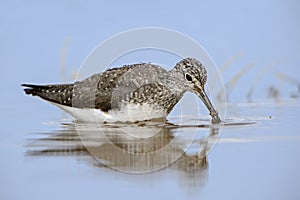 Green Sandpiper - Tringa ochropus