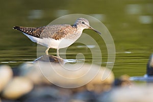 Green sandpiper Tringa ochropus, small shorebird, standing in water and looking for some meal, evening light from right side of