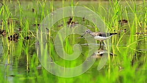 green sandpiper (tringa ochropus), a small wader or shorebird in swampland, sundarbans delta region