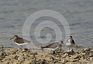 Green Sandpipers at Busaiteen coast of Bahrain