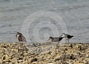 Green Sandpipers at Busaiteen sea coast of Bahrain