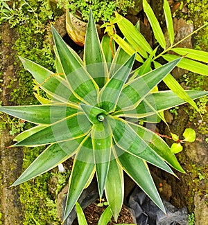 GREEN Sansevieri Flower