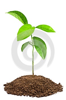 Green sapling photo