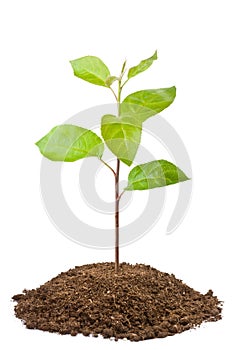 Green sapling of apple tree photo