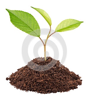 Green sapling of apple tree photo