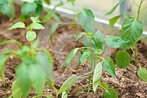 Green sapling of bell pepper planted in a greenhouse. Household farming, gardening, farming or spring concept. Food crisis idea. C