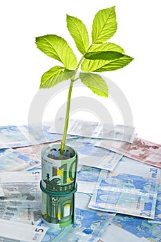 Green sapling growing from euro banknotes