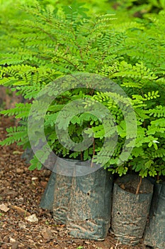 à¸·green sapling in nursery