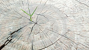 Green sapling on an old stump with cracks, concept, hope, expectation, peace