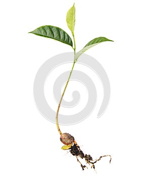 Green sapling of tree isolated