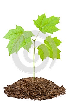 Green sapling of young maple photo