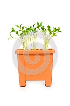 Green saplings growing in the clay pot