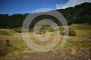 Green Savana in the pangonan mountain dieng