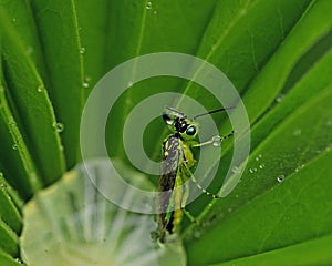 Green sawfly on dew of lupinus plant