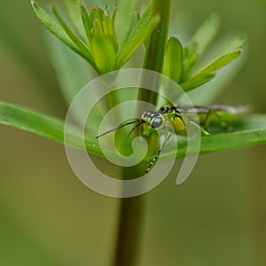 Green sawfly in green lupin plant