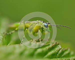 Green sawfly on a leaf in macro