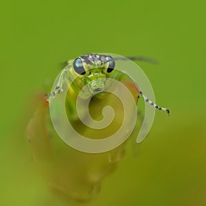 Green sawfly looking at you