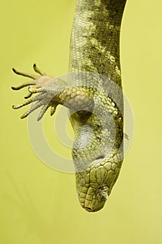 Green scaly skin photo