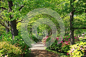 Green scene of the forest