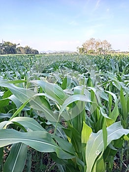 green scenery of corn fields in the countryside