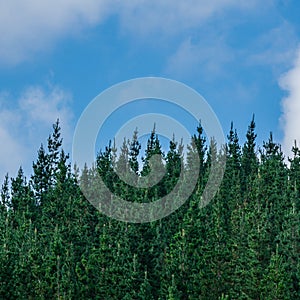 Green scenery of high rise plants touching the sky