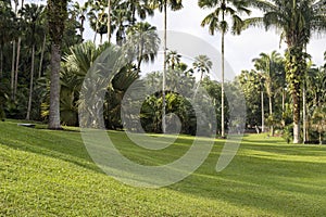 Green scenery of Singapore Botanic Garden