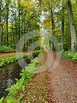 Green scenic autumn path in forest of Germany