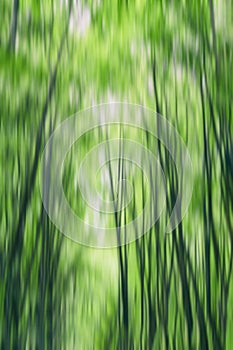 Green scenic blurred background of green trees. Seasons. Abstract spring summer background