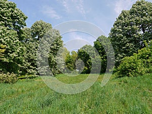 Green scenic lawn with soft grass located environment of tall trees against a blue sky background.