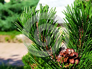 Green Scotch pine twig closeup. long needles and brown cone. soft blurred background.