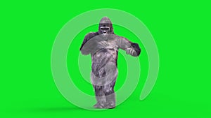 Green Screen Gorilla Dances Rumba Realistic Fur 3D Animations Rendering CGI 4K