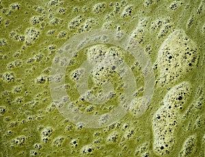 Green scum on the surface of dirty water