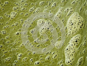 Green scum on the surface of dirty water photo