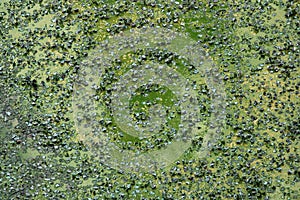 Green scum on water surface during algal bloom photo